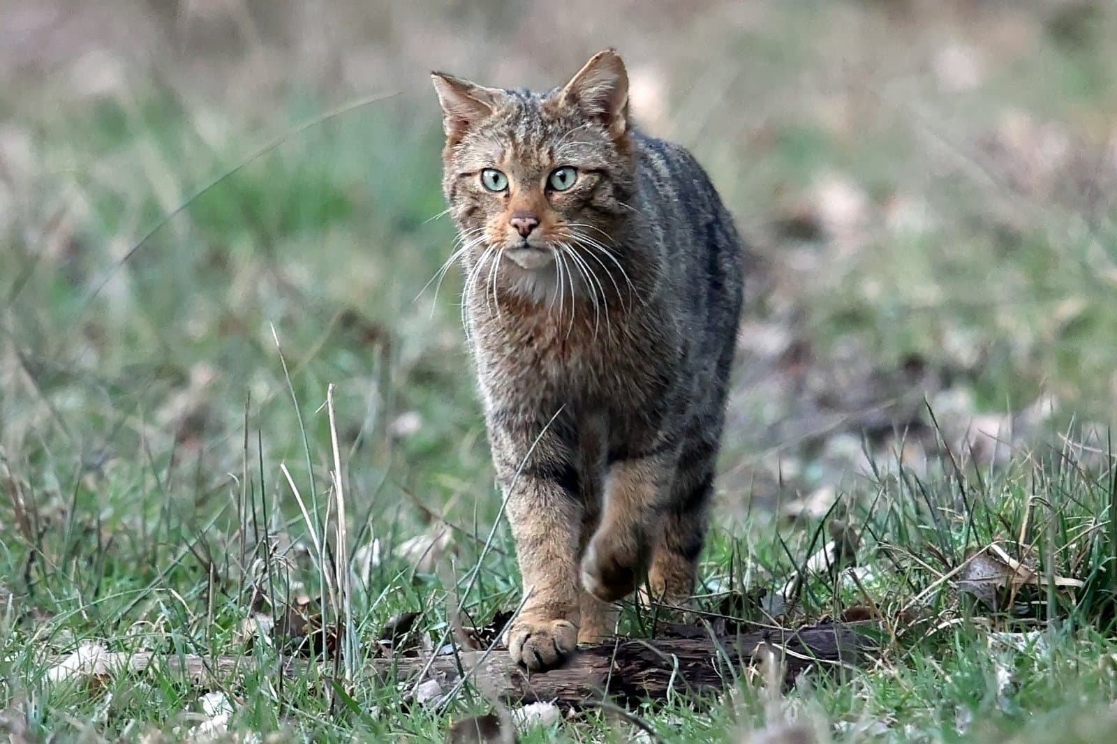Chats Forestier