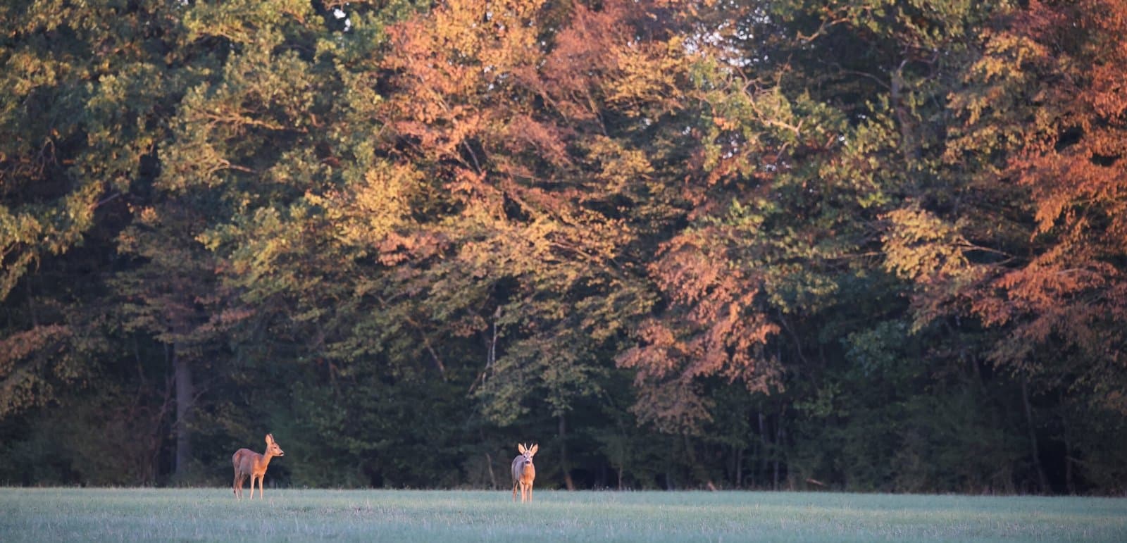 biche pré