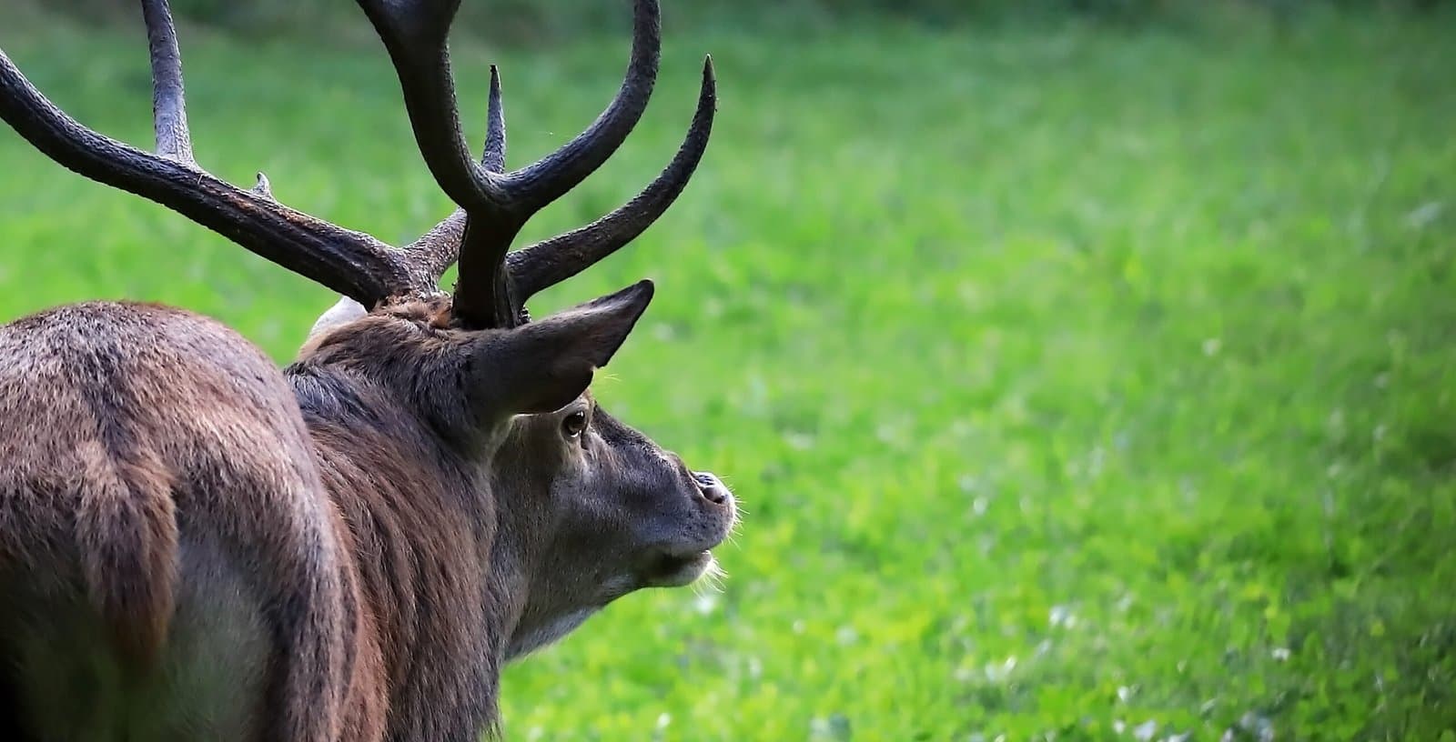cerf dos pré