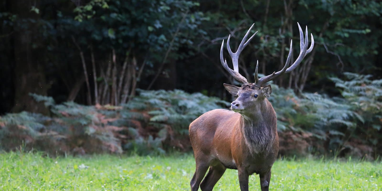 cerf observation