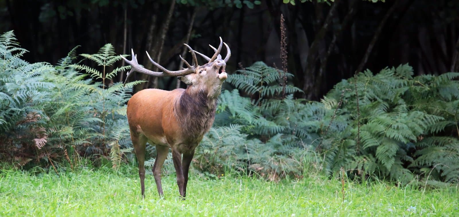 cerf brame 2