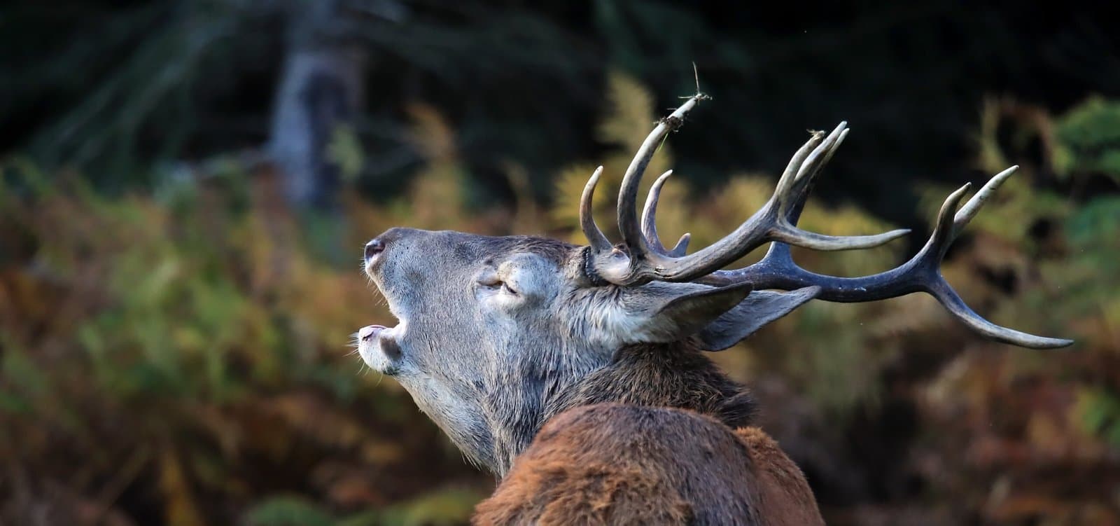 cerf brame 7