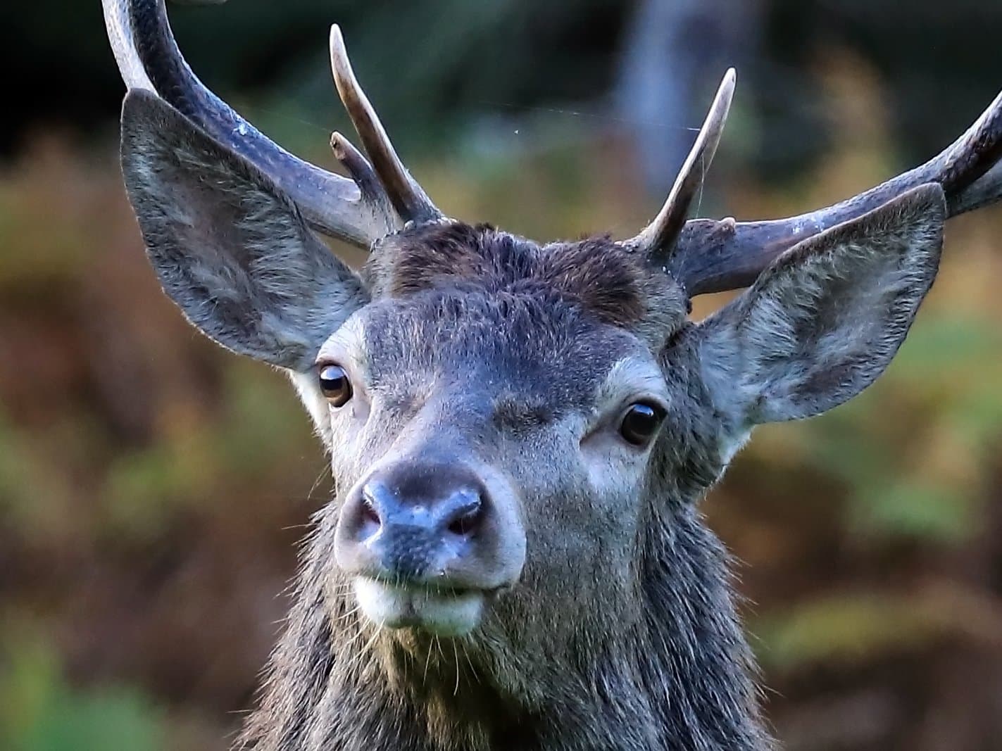 cerf face brame